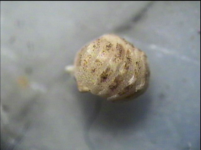 chitonidae